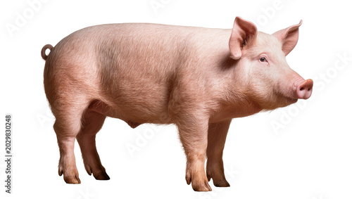 Canvastavla Pink pig standing, isolated on transparent background