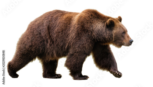 Konstfotografi Brown grizzly bear walking, isolated on transparent background