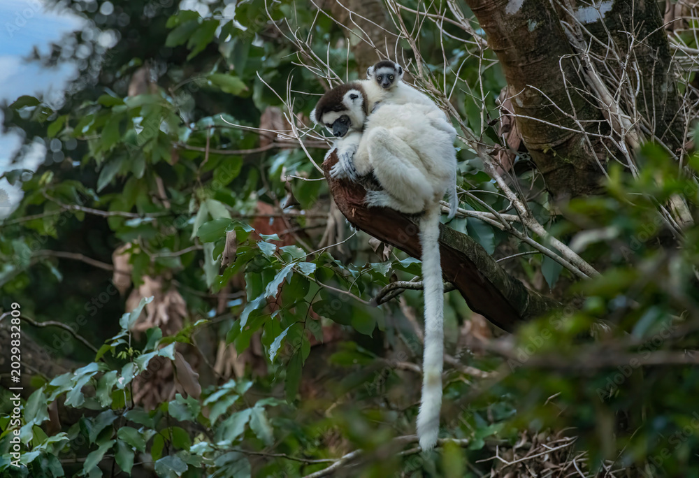 Fototapeta premium Verreaux’s Sifaka Lemur