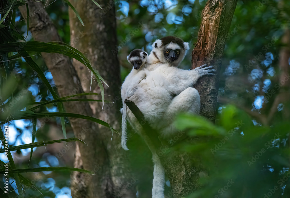 Fototapeta premium Verreaux’s Sifaka Lemur