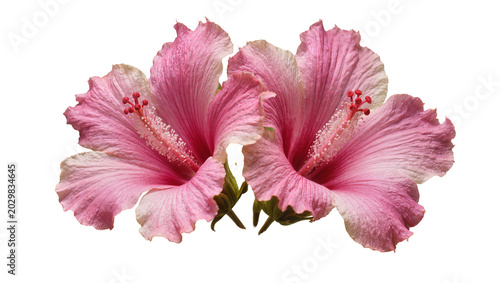 Foto Two delicate pink hibiscus flowers with ruffled petals, isolated on transparent