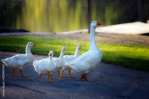 Goose with small baby geese