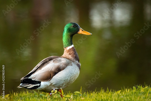 Portrait of male mallard duck