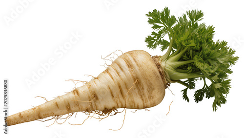 Foto Fresh parsnip root vegetable with green leafy tops, isolated on transparent back
