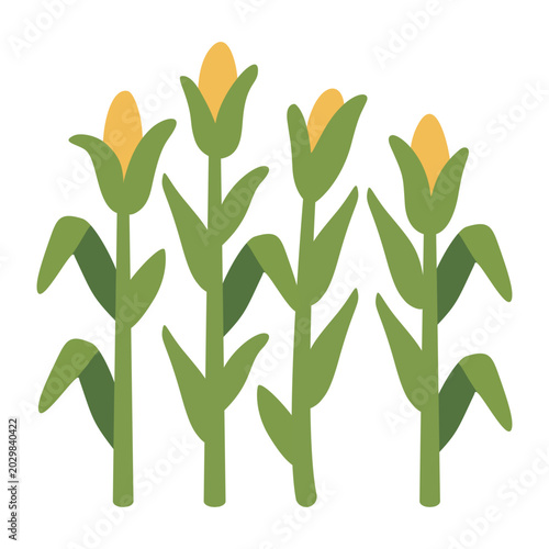 Corn field patch with ripe yellow sweetcorn plants agriculture harvest flat vector illustration
