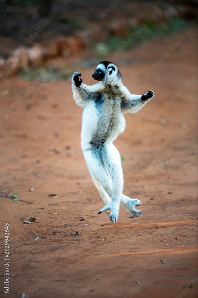 Fototapeta premium Verreaux’s Sifaka Lemurs