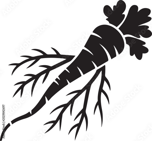 Fotografie Black silhouette of a parsnip with multiple rootlets
