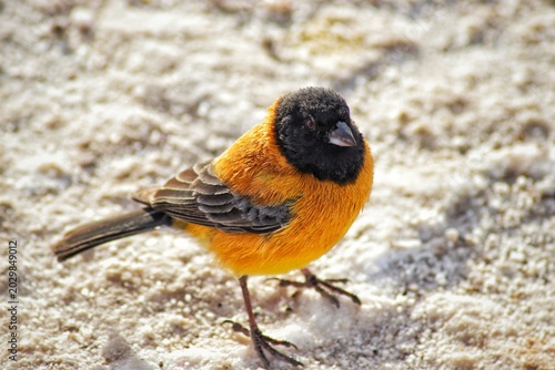 Tableau sur toile Black-hooded sierra finch on the ground, uyuni salar