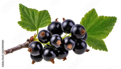 Quadro su tela Fresh blackcurrant berries with green leaves, isolated on transparent background
