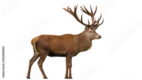 Foto Majestic stag with large antlers brown fur and shaggy mane, isolated on transpar