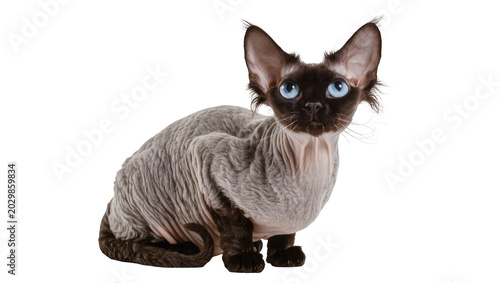 Vászonkép Devon Rex cat with blue eyes and curly fur, isolated on transparent background