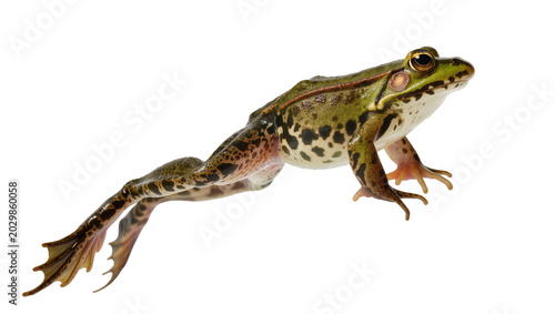 Fotografija Green spotted frog with webbed feet, isolated on transparent background
