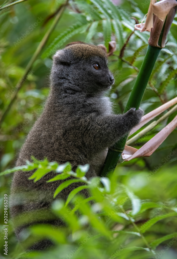 Fototapeta premium Bamboo Lemur