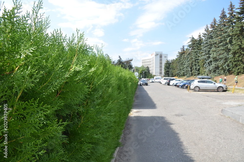 A long green thuja hedge grows along a paved city street and outdoor parking lot with cars under a bright summer sky. Urban landscaping and environment-friendly city infrastructure concept
