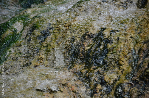A detailed close-up of vibrant green thermophilic algae and colorful mineral deposits on a wet rocky surface at a natural hot spring. Showcasing unique geothermal patterns and textures