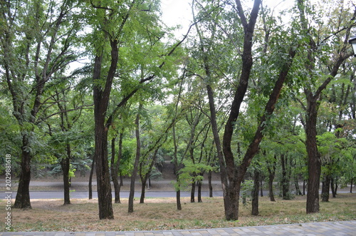 A wide shot of a lush green city park with tall deciduous trees and a paved walkway. A quiet asphalt road is visible in the background under the shade of dense summer foliage and branches