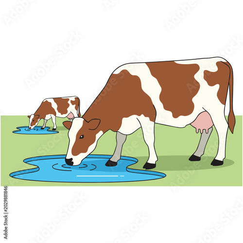 Two brown and white cows drinking water from a blue pond in a green field on a sunny day