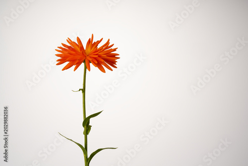 Ringelblume