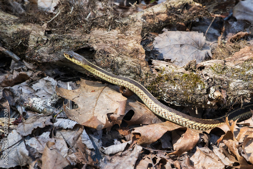 Schilderij op canvas Garter snake slithers through dried leaves on the forest floor.
