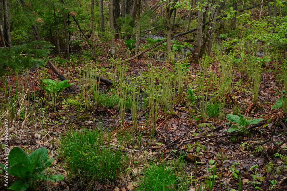Obraz premium Green fiddlehead ferns emerging from the wet forest floor during spring among trees and brown leaf litter