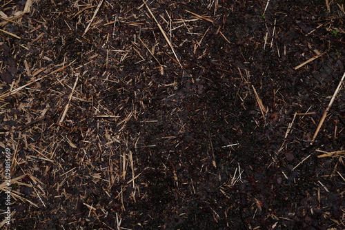 Tableau sur toile Top-down perspective of dark damp forest soil covered in scattered dry straw twi