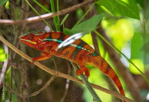 Chameleon