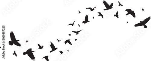 Tableau sur toile Flock of black birds silhouettes flying in an S curve shape isolated on white ba