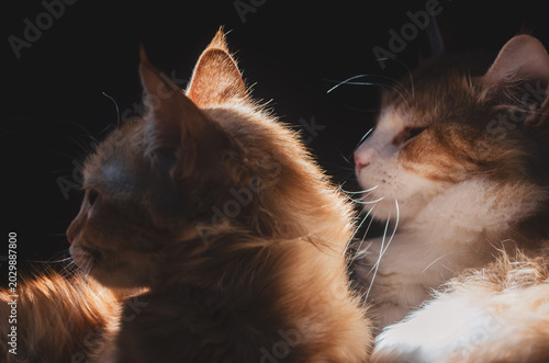 Schilderij op canvas Two fluffy tabby cats resting side by side in warm cinematic light against a dark shadowy background