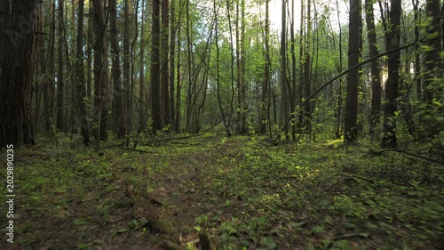 Sunlit forest road in spring woodland