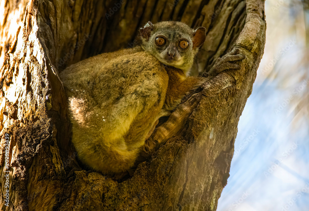 Fototapeta premium Dwarf Lemur