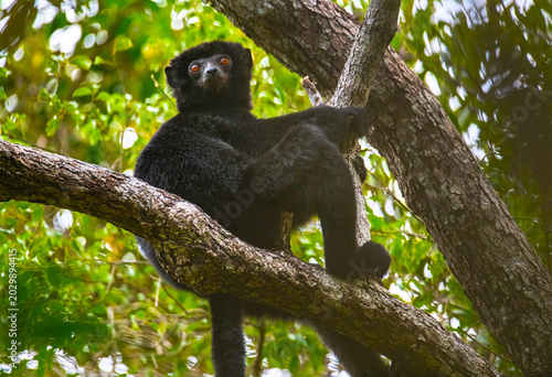 Black Lemur