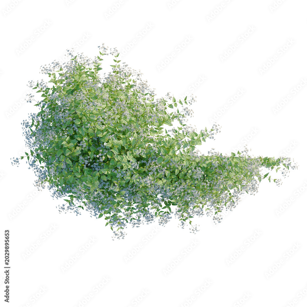 Obraz premium Clematis paniculata tree plan, top view, cutout, transparent background, isolate, Delicate sprig of flowering dogwood tree branch, close up, springtime, nature, spring blossom
