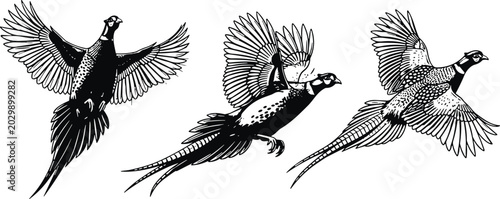 Flying pheasant silhouettes, bird vector art, wildlife illustration, feather detail design icons, hunting artwork, black graphic animal elements