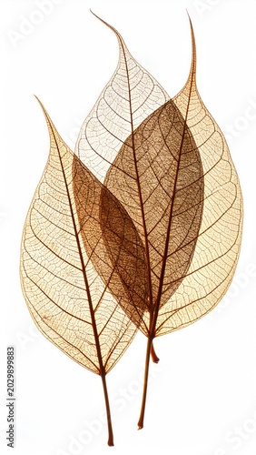 Transparent skeletal leaves with intricate vein patterns on white background