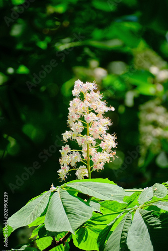 Tableau sur toile lonely chestnut inflorescence close-up