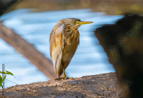 Madagascar Yellow Bittern