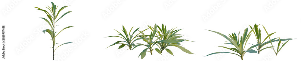 Fototapeta premium Aster subulatus tree, elevation, front view, cutout, transparent background, isolate, Vibrant green leaves close-up, detailed texture, nature, botany, fresh, spring, organic, macro photography