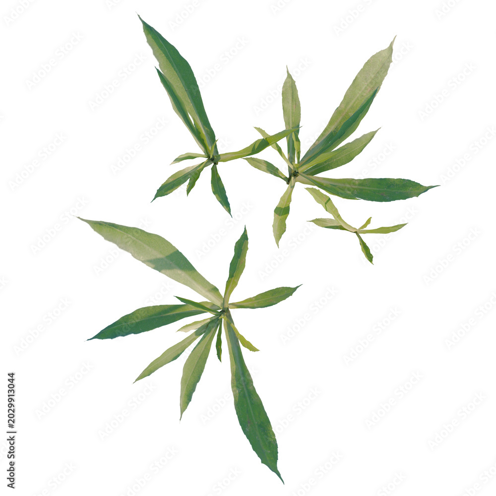 Fototapeta premium Aster subulatus tree plan, top view, cutout, transparent background, isolate, Close-up of a vibrant green leaf, detailed texture showcasing nature's beauty and freshness.