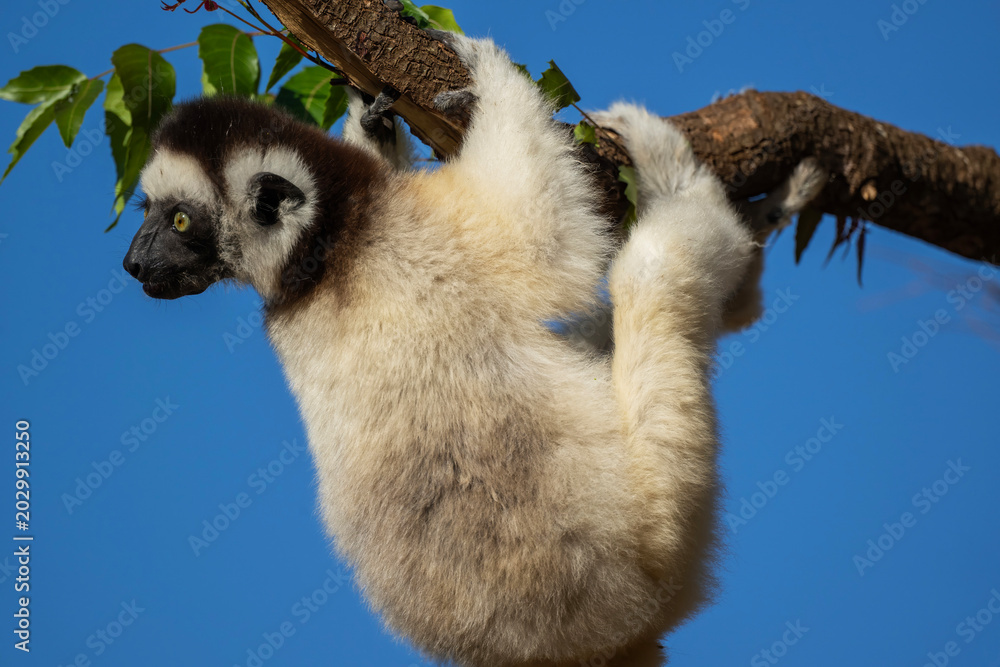 Fototapeta premium Verreaux’s Sifaka Lemur