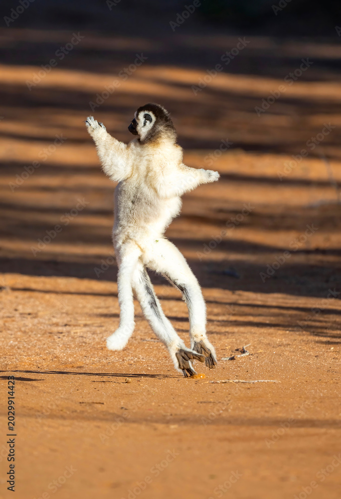 Fototapeta premium Verreaux’s Sifaka Lemur