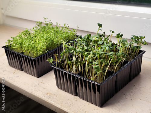 Quadro em tela Fresh cress and radish microgreens growing in black plastic trays on a windowsil