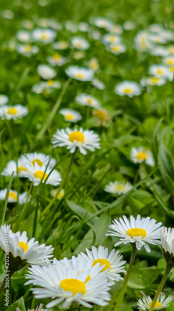 Fototapeta premium Beautiful common daisies (Bellis perennis) blooming in a vibrant green grass lawn on a sunny spring day. Vertical close-up shot of white wildflowers in a meadow.