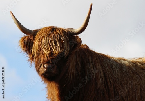 Photos Highland cow with fringe