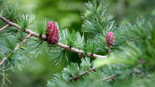 Foto Spring larch branch with fresh green needles and young pink female cones, often called larch roses