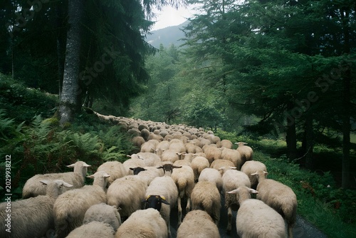 Flock of sheep passing along a forest path
