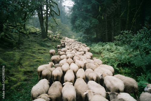 Flock of sheep passing along a forest path