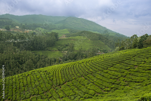 Scenic Tea Plantation Landscape in Munnar Kerala India During Summer Vacation