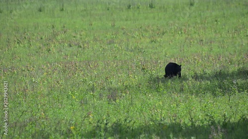 Black Bear Family in the Meadow