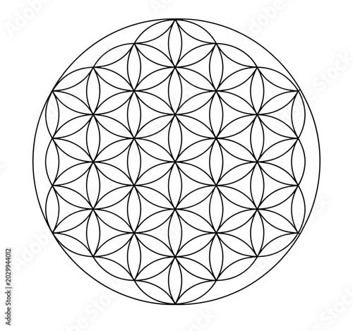 Sacred geometry flower of life vector illustration featuring intersecting circles in a balanced hexagonal pattern isolated on white background art.