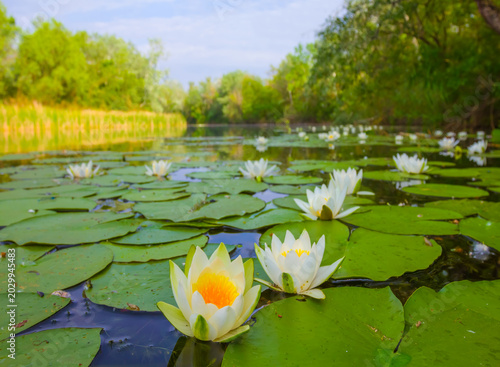 closeup white water lily floating in calm lake